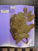 Herbarium sample